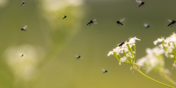 Biodiversitet Banner